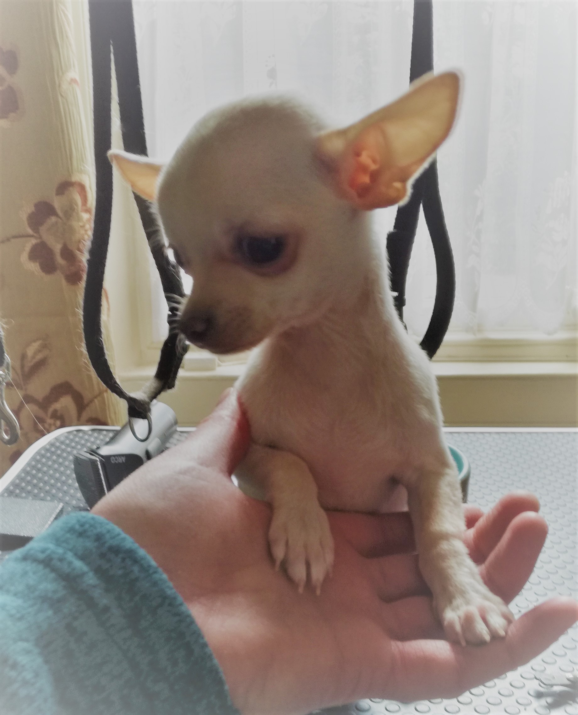 Purebred chihuahua sale puppies for sale